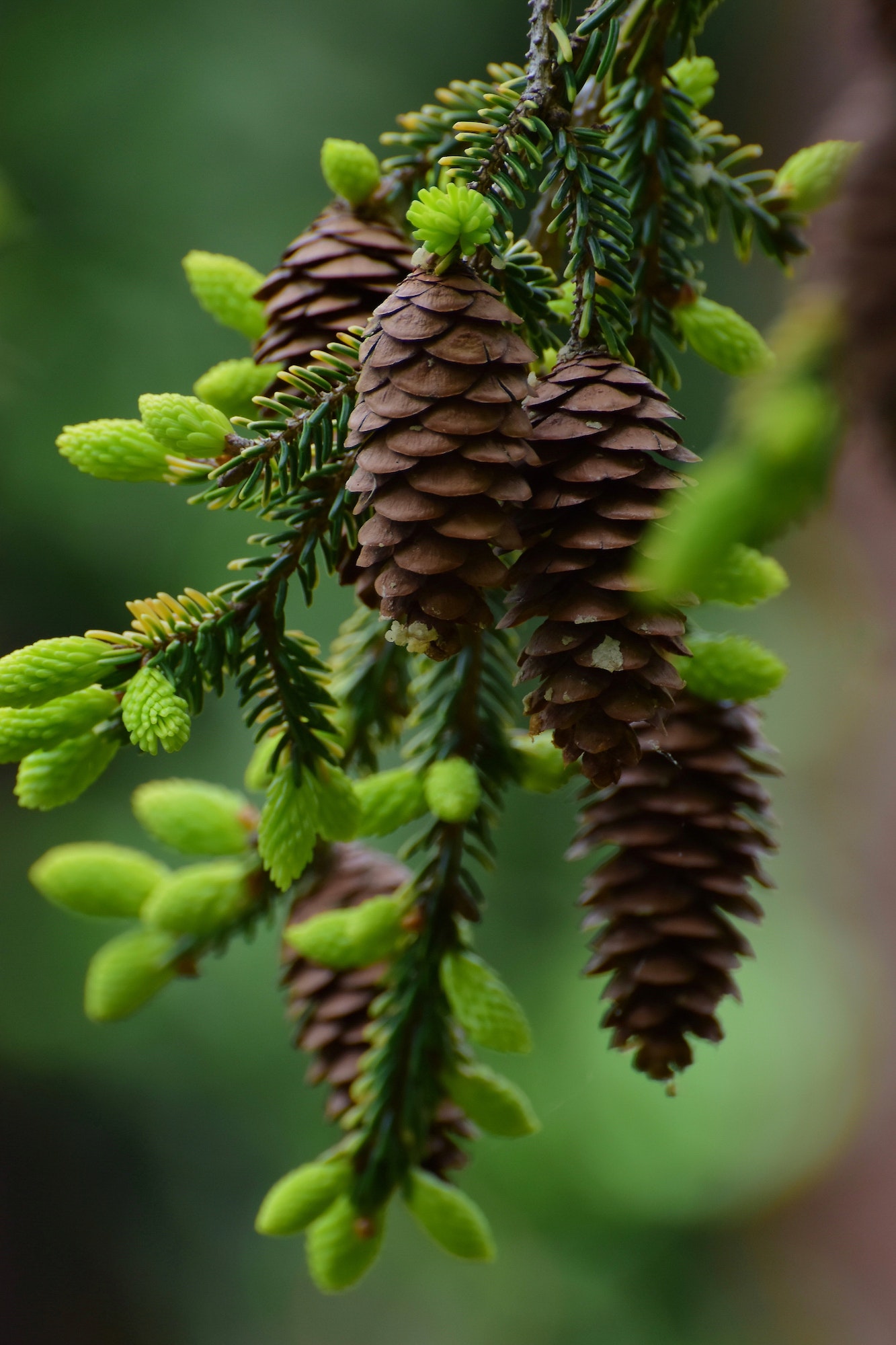 Pine cones